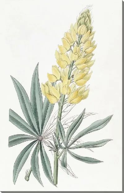 Картина Люпин желтый многолетний (1815-1819)