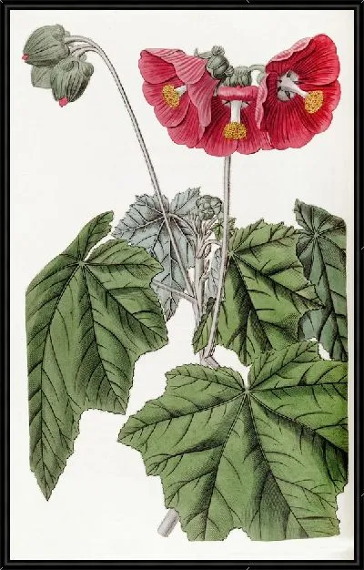 Картина Мальва зонтиковидная (1815-1819)