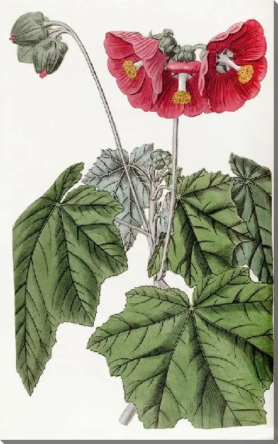 Картина Мальва зонтиковидная (1815-1819)