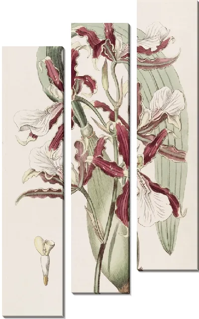 Картина Мильтония клиногубая (1815-1819)