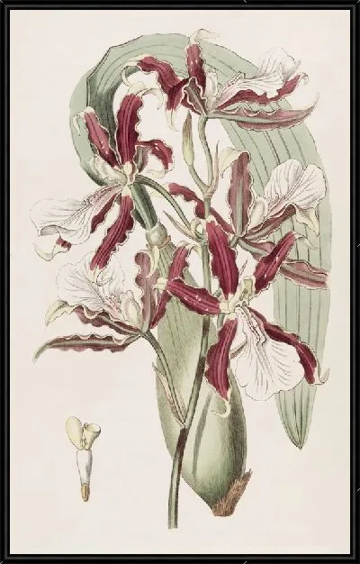Картина Мильтония клиногубая (1815-1819)