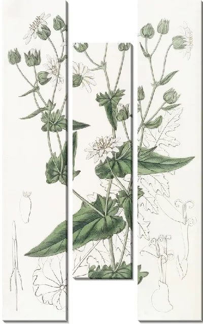 Картина Мускус-сахар из листьев репы (1815-1819)