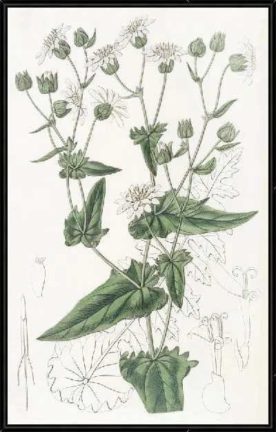 Картина Мускус-сахар из листьев репы (1815-1819)