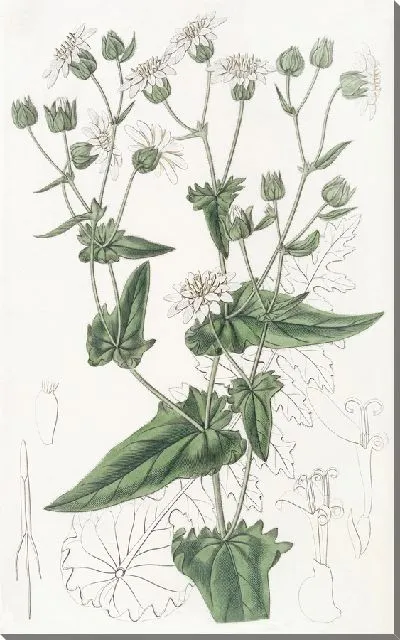 Картина Мускус-сахар из листьев репы (1815-1819)