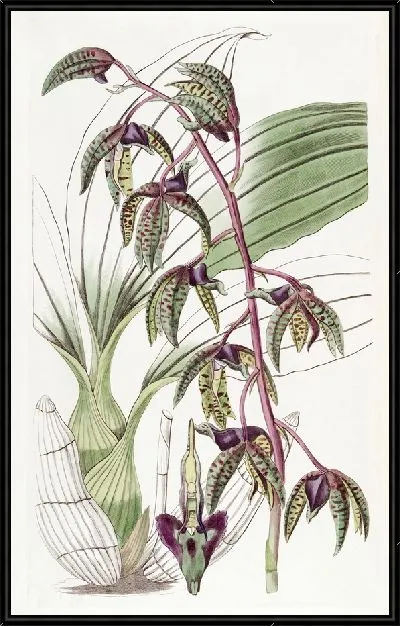 Картина Мухомор треугольногубый (1815-1819)