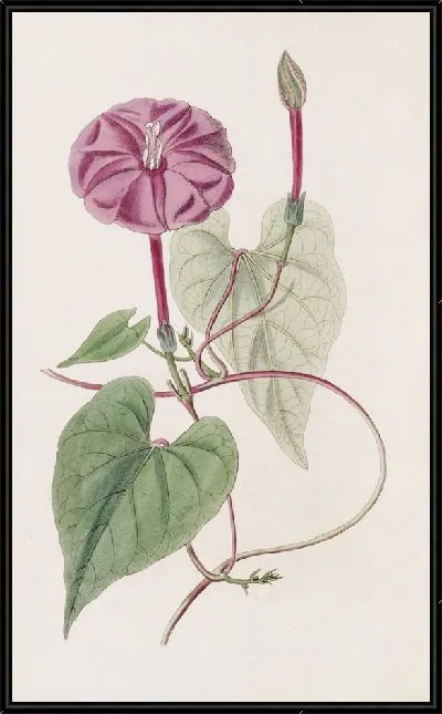 Картина Настоящий завод Халап (1815-1819 гг.)