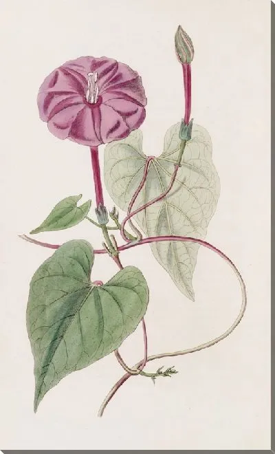 Картина Настоящий завод Халап (1815-1819 гг.)