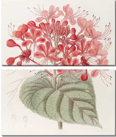 Картина Невезучий Клеродендрон (1815-1819)