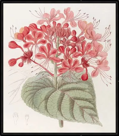 Невезучий Клеродендрон (1815-1819)