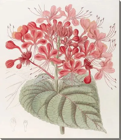 Невезучий Клеродендрон (1815-1819)