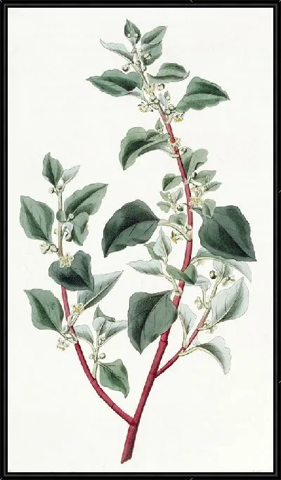 Картина Непривлекательный Полигон (1815-1819)