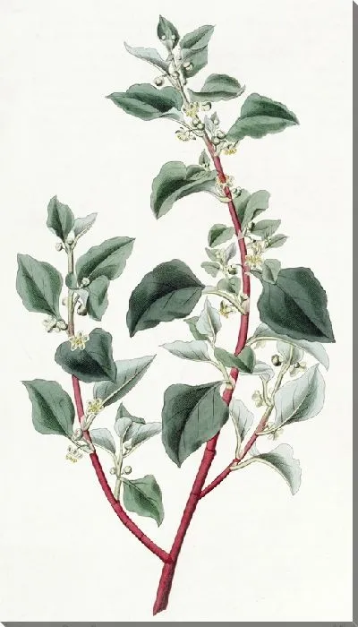 Картина Непривлекательный Полигон (1815-1819)
