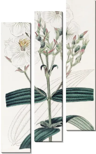 Картина Нипал Осбекия белоцветковая (1815-1819)