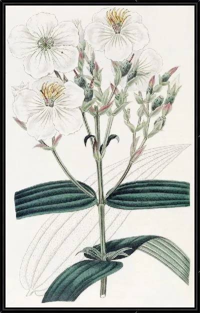Картина Нипал Осбекия белоцветковая (1815-1819)