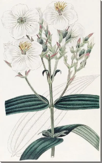 Картина Нипал Осбекия белоцветковая (1815-1819)