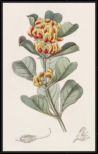 Картина Оксилобиум клиновидный (1815-1819)