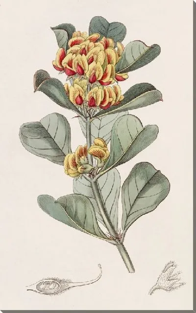 Картина Оксилобиум клиновидный (1815-1819)