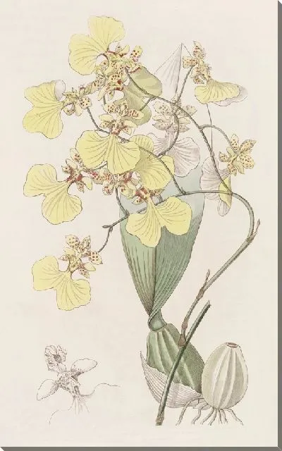 Картина Онцидиум двухцветный (1815-1819)