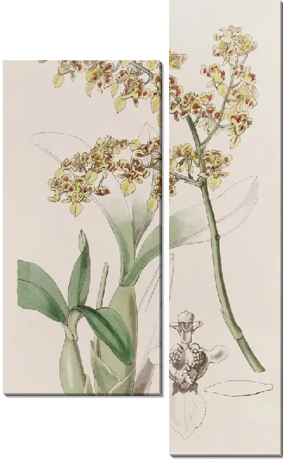 Картина Онцидиум с совковыми губами (1815-1819)