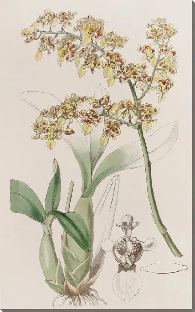 Картина Онцидиум с совковыми губами (1815-1819)