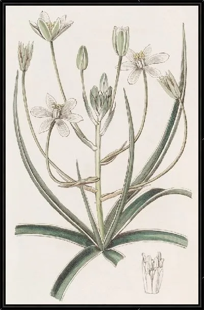 Картина Орнитогалум белокрайний (1815-1819)