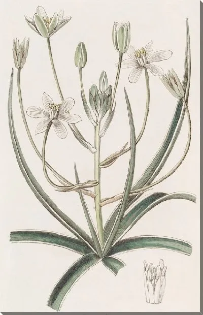 Картина Орнитогалум белокрайний (1815-1819)