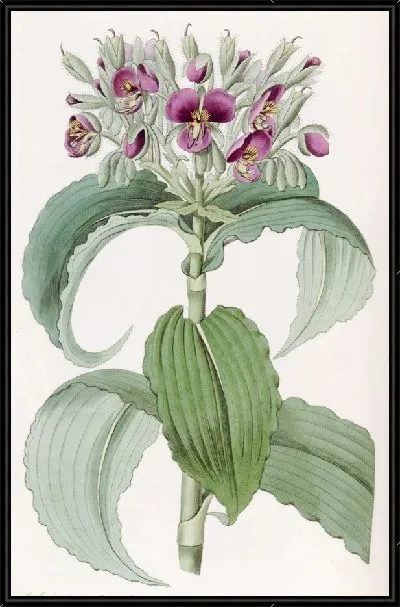 Картина Паутинник волнистолистный (1815-1819)