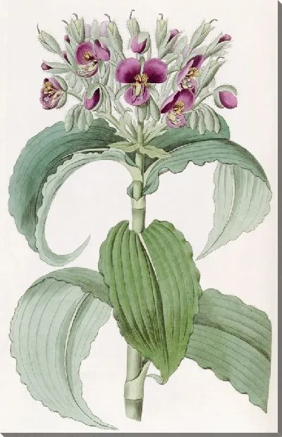 Картина Паутинник волнистолистный (1815-1819)