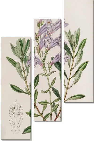 Картина Пенстемон толстолистный (1815-1819)