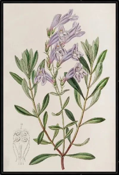 Картина Пенстемон толстолистный (1815-1819)
