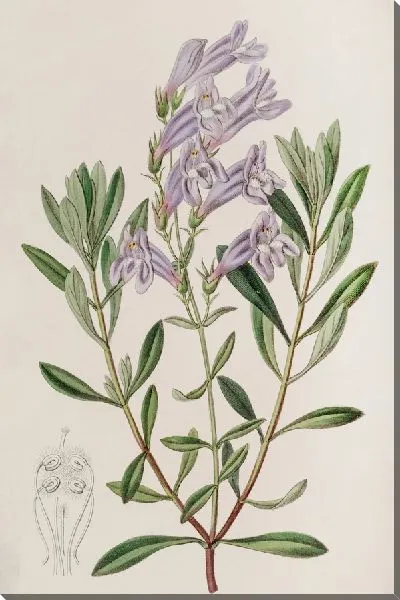 Картина Пенстемон толстолистный (1815-1819)