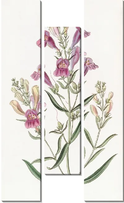 Картина Пентстемон разнолистный (1815-1819)