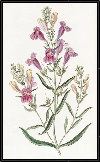 Картина Пентстемон разнолистный (1815-1819)