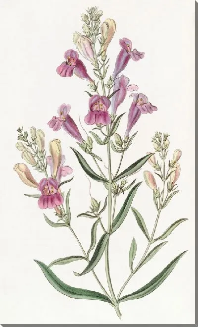 Картина Пентстемон разнолистный (1815-1819)
