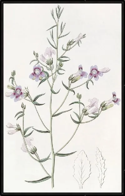 Картина Пентстемон трехлистный (1815-1819)