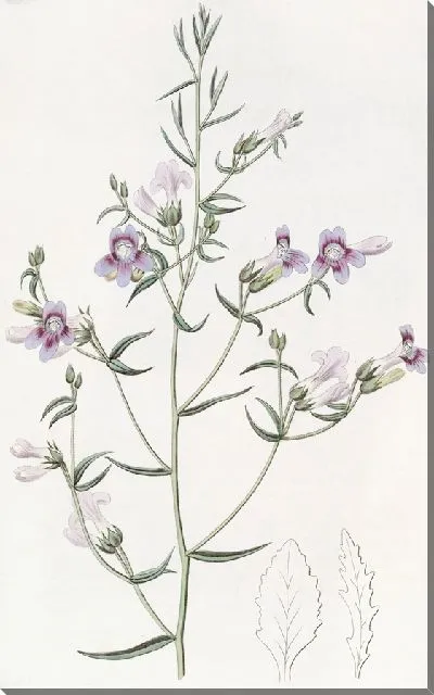 Картина Пентстемон трехлистный (1815-1819)