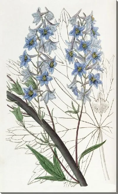 Картина Переменная Живость (1815-1819)