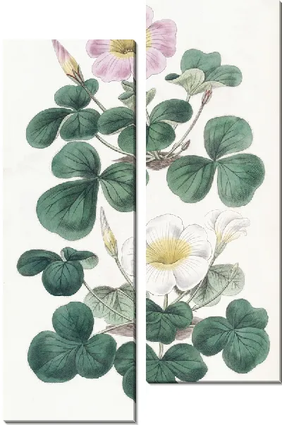 Картина Переменная Оксалис (1815-1819)