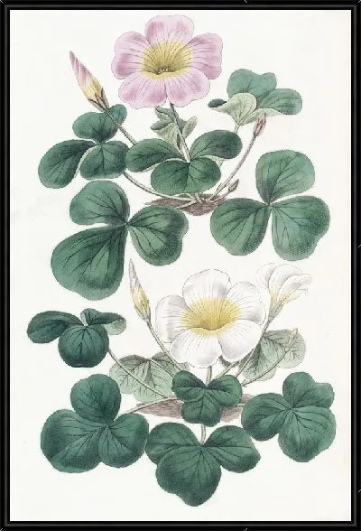 Картина Переменная Оксалис (1815-1819)