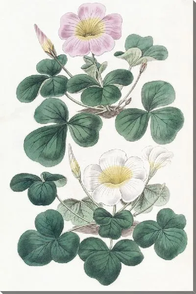 Картина Переменная Оксалис (1815-1819)