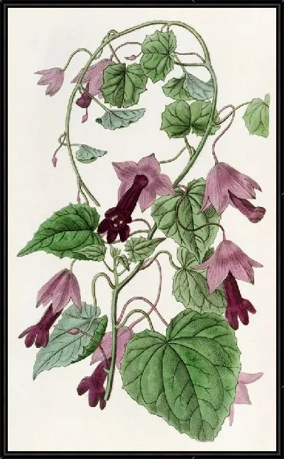 Картина Переплетающийся Красный Плащ (1815-1819)