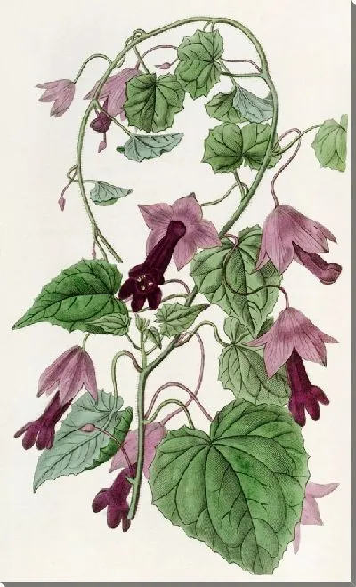 Картина Переплетающийся Красный Плащ (1815-1819)