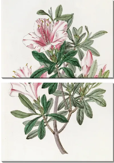 Картина Пестрая китайская азалия (1815-1819)