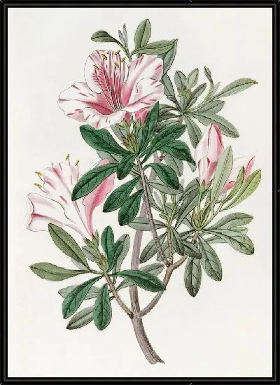 Картина Пестрая китайская азалия (1815-1819)