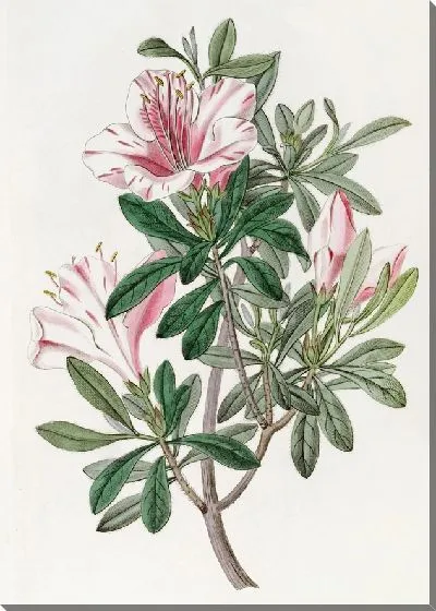 Картина Пестрая китайская азалия (1815-1819)