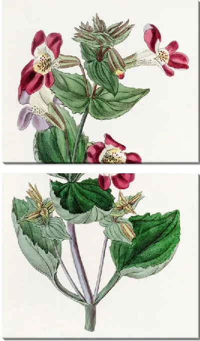 Картина Пестрый обезьяний цветок (1815-1819)
