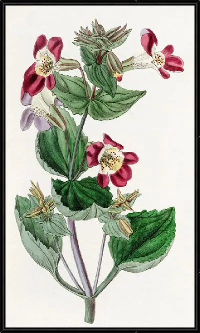 Картина Пестрый обезьяний цветок (1815-1819)