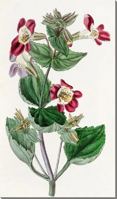 Картина Пестрый обезьяний цветок (1815-1819)