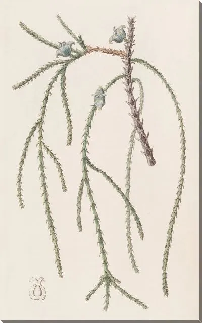 Картина Плачущая беседка Vitae (1815-1819)