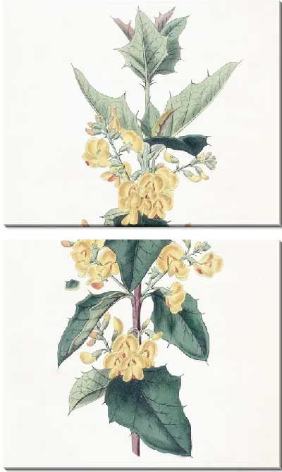 Картина Подолобий трехлопастной (1815-1819)